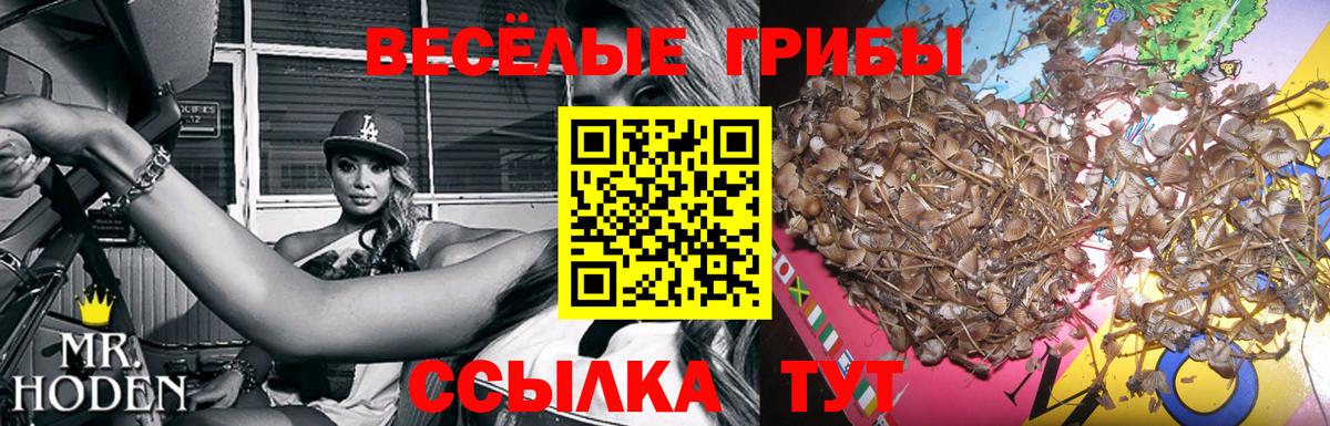 Псилоцибиновые грибы Cubensis  Вход с VPN  Дивногорск 